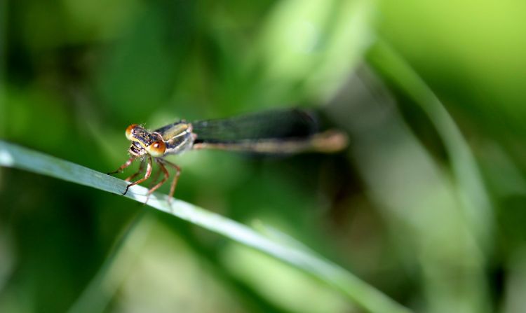 Fonds d'cran Animaux Insectes - Libellules Agrion