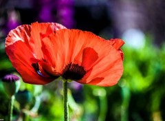  Nature Coquelicot