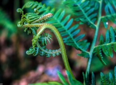  Nature Macro d'une fougère