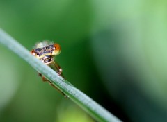  Animaux Agrion