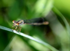  Animaux Agrion