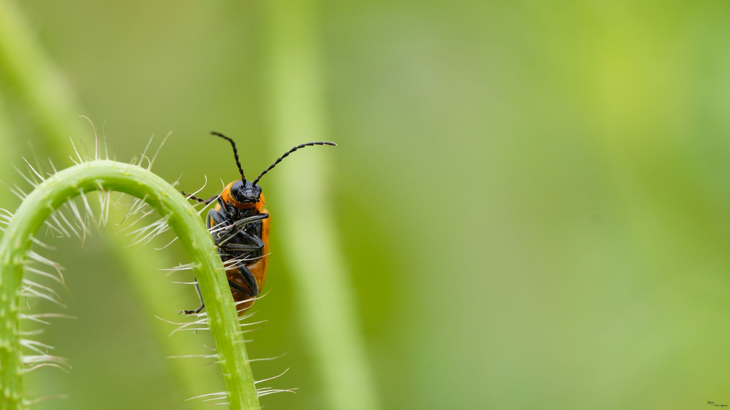 Fonds d'cran Animaux Insectes - Capricornes capricorne!