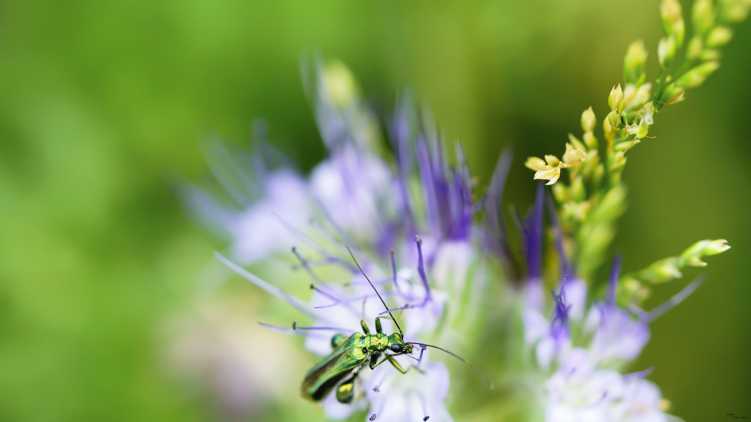 Fonds d'cran Animaux Insectes - Capricornes capricorne verdoyant !