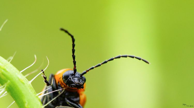 Fonds d'cran Animaux Insectes - Capricornes capricorne