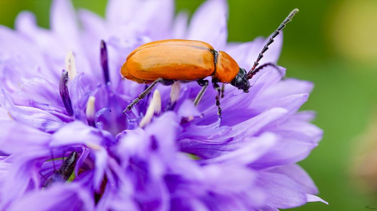 Fonds d'cran Animaux Insectes - Capricornes capricorne !