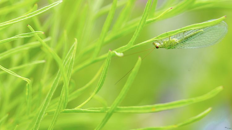 Fonds d'cran Animaux Insectes - Ephmre ephemere