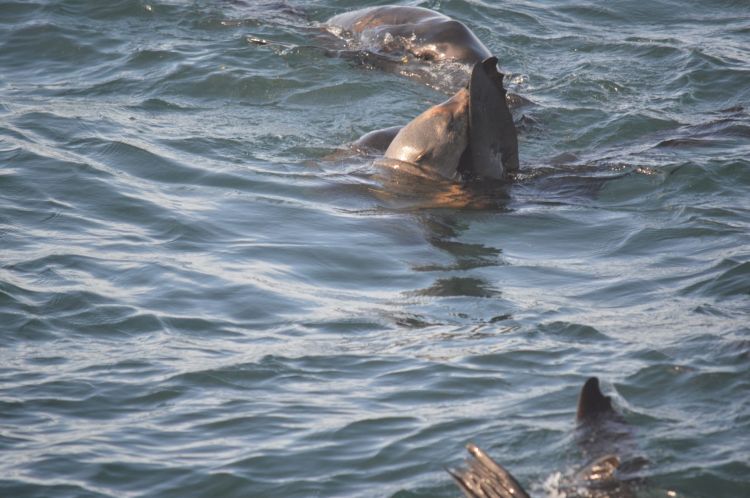 Wallpapers Animals Sealife - Seals Phoque