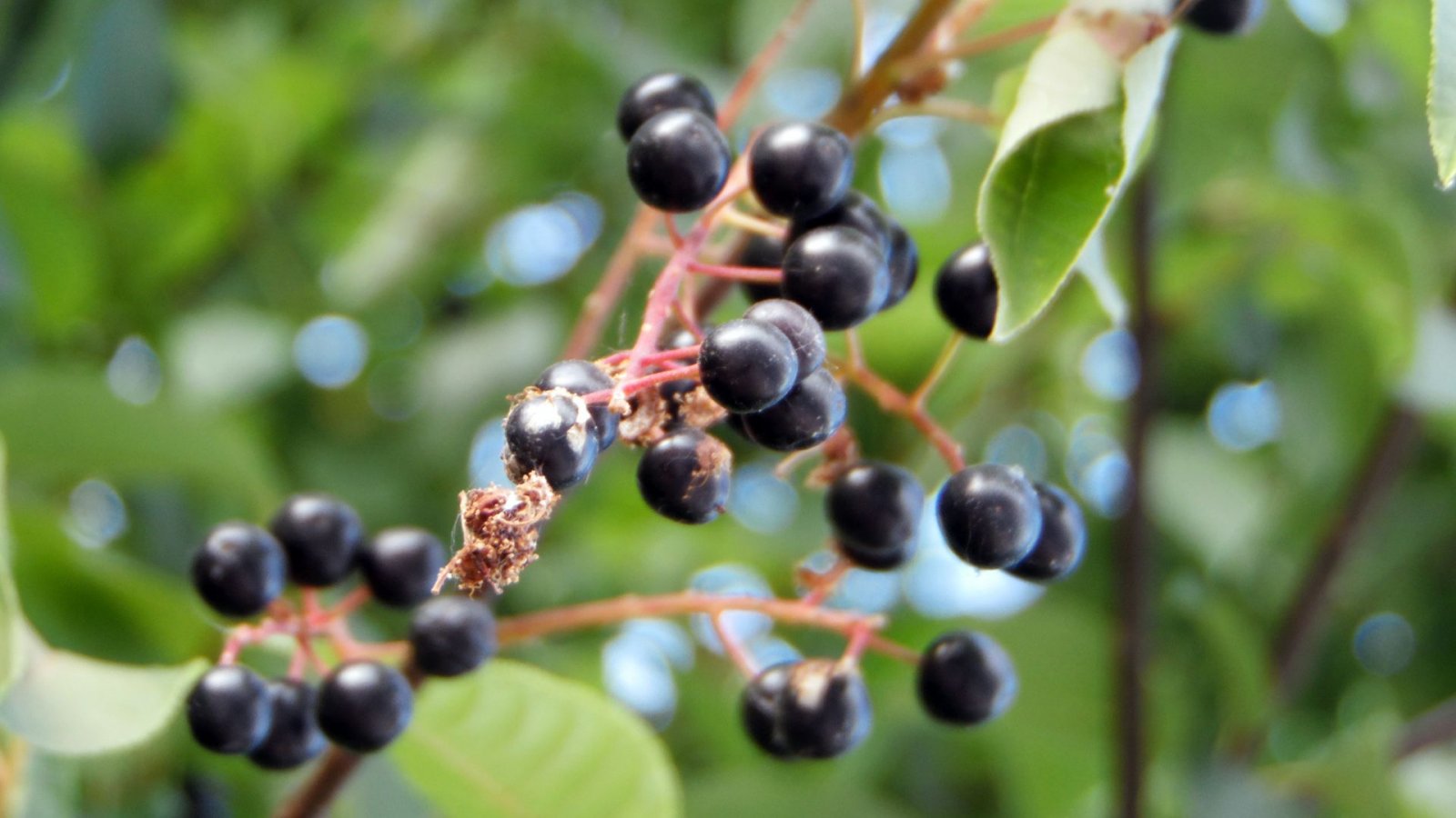 Wallpapers Nature Fruits Baies noires