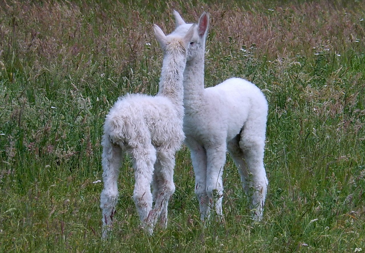 Fonds d'cran Animaux Lamas - Alpagas 