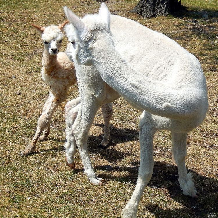 Fonds d'cran Animaux Lamas - Alpagas Alpagas