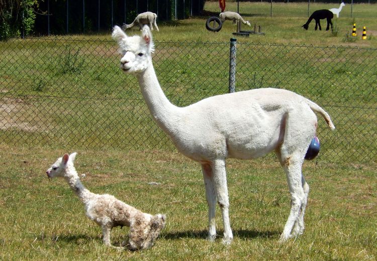 Fonds d'cran Animaux Lamas - Alpagas Alpagas