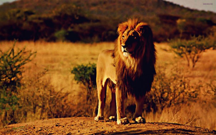 Wallpapers Animals Felines - Lions Lion 