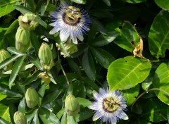  Nature fleurs 