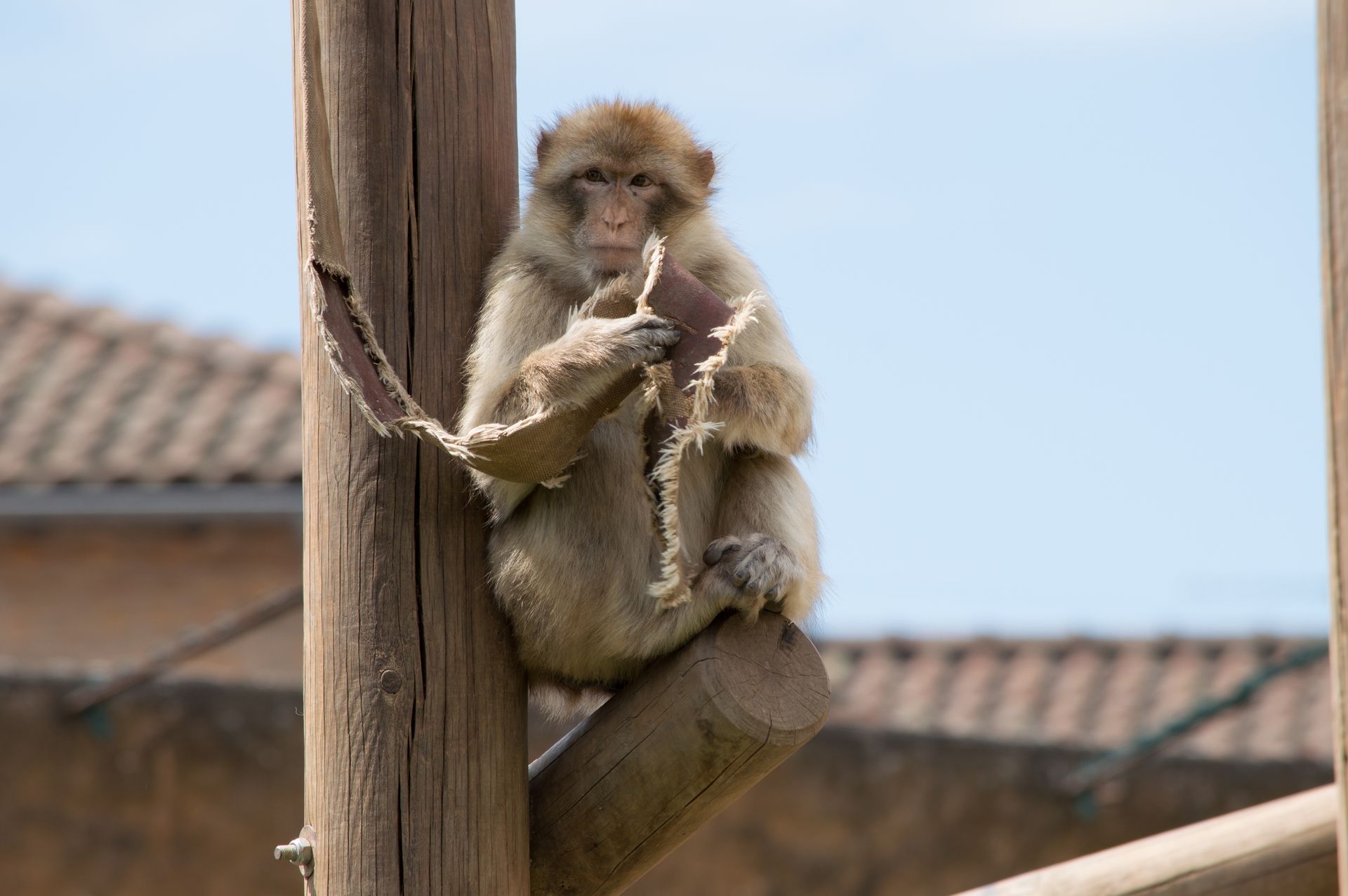 Fonds d'cran Animaux Singes 