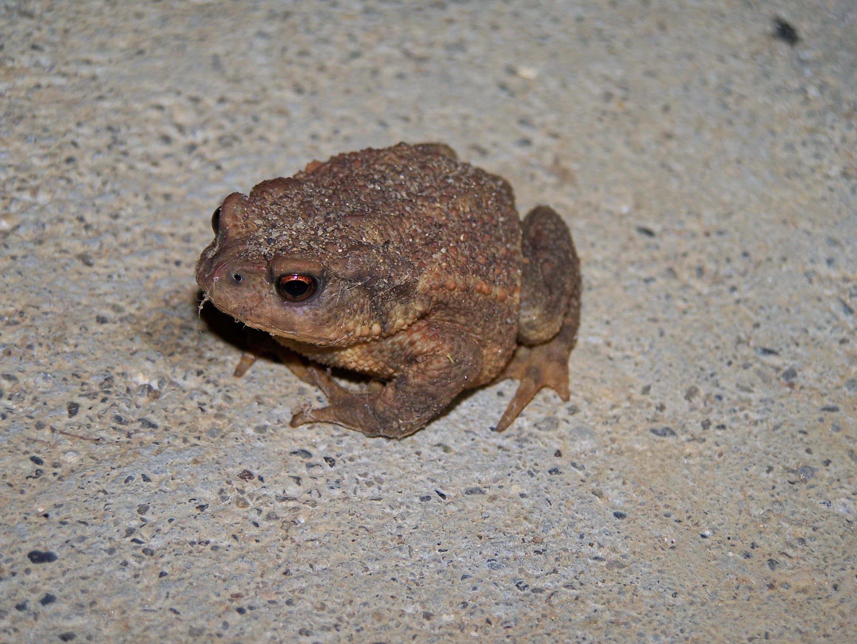 Wallpapers Animals Frogs - Toads 