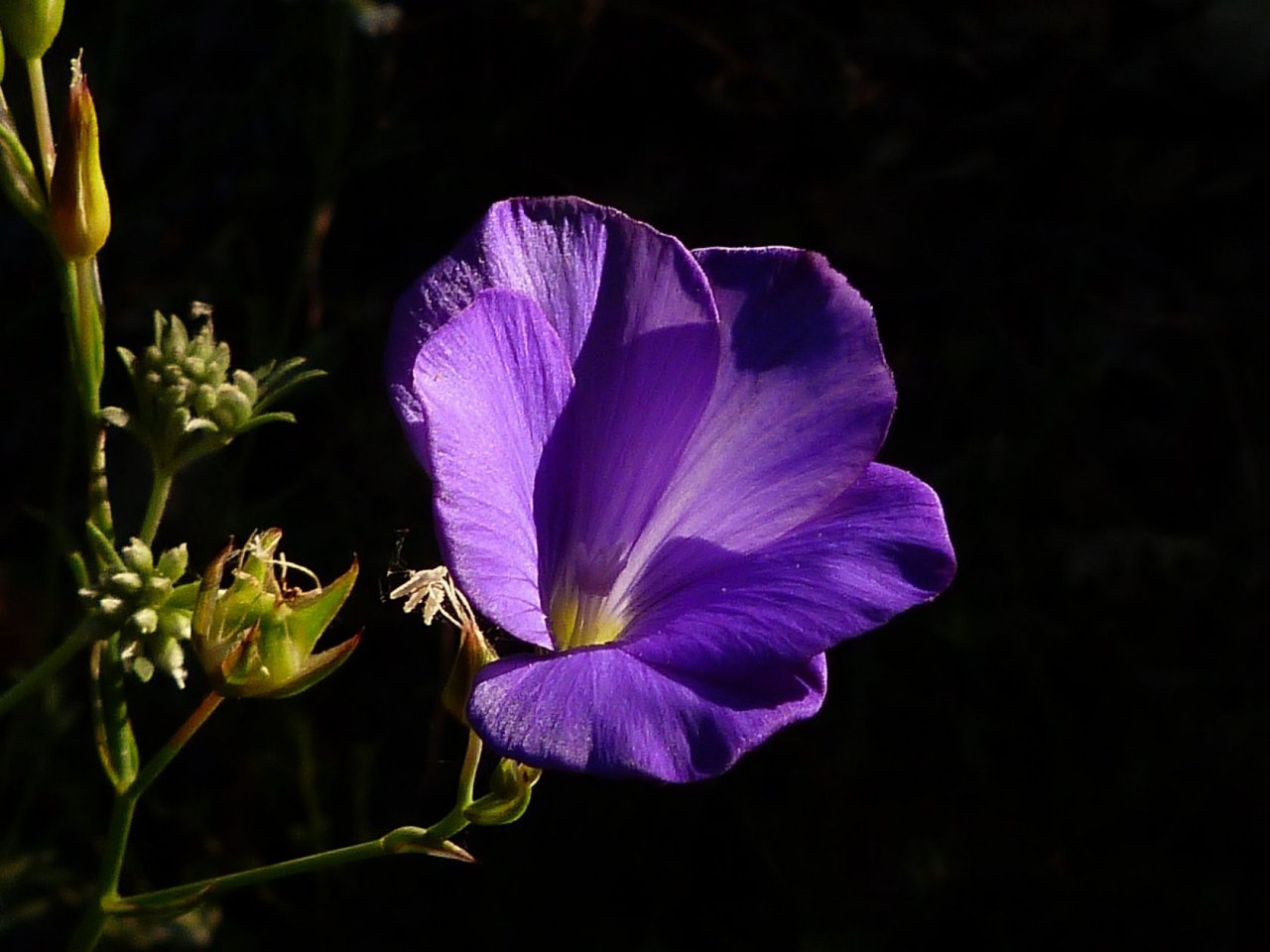 Fonds d'cran Nature Fleurs Fleur de lin sauvage 