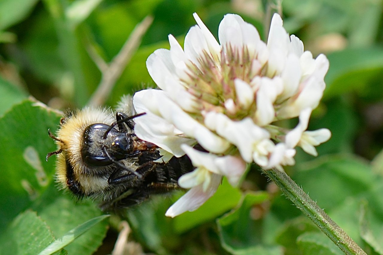 Fonds d'cran Animaux Insectes - Abeilles Gupes ... Bourdon sur une fleur de trèfle