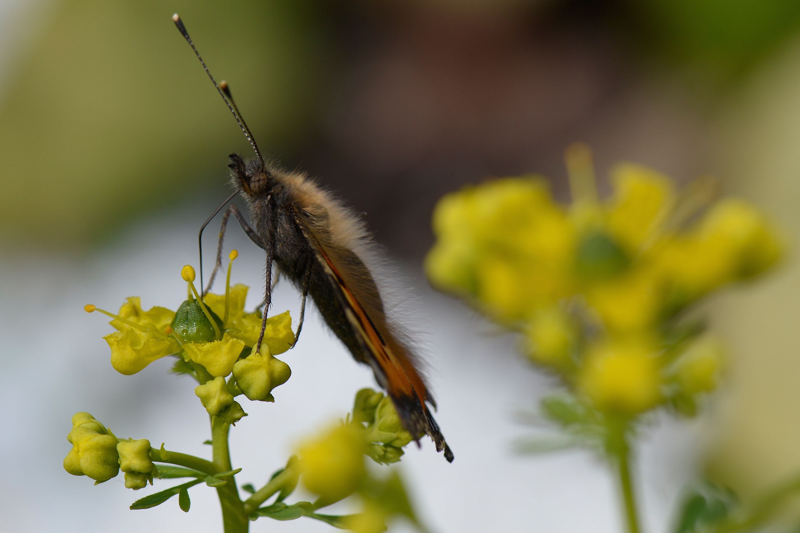 Fonds d'cran Animaux Insectes - Papillons Papillon