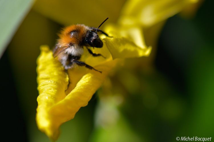 Fonds d'cran Animaux Insectes - Abeilles Gupes ... Abeille sur une fleur jaune