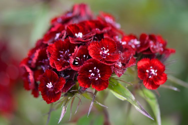 Fonds d'cran Nature Fleurs Fleurs rouges