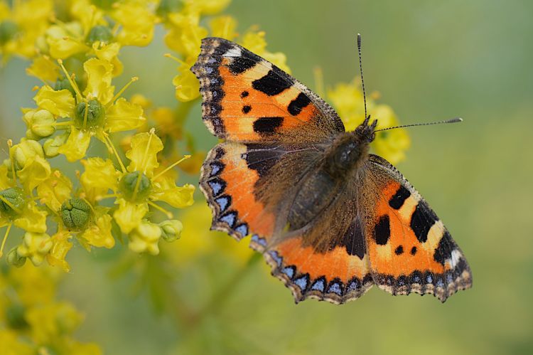 Fonds d'cran Animaux Insectes - Papillons Papillon