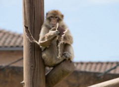  Animaux Image sans titre N407910