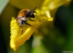  Animaux Abeille sur une fleur jaune