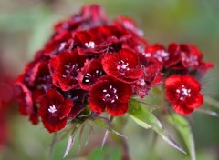  Nature Fleurs rouges