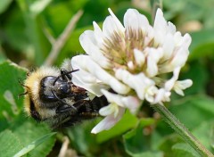  Animaux Bourdon sur une fleur de trèfle