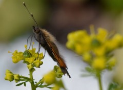  Animaux Papillon