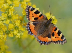  Animaux Papillon