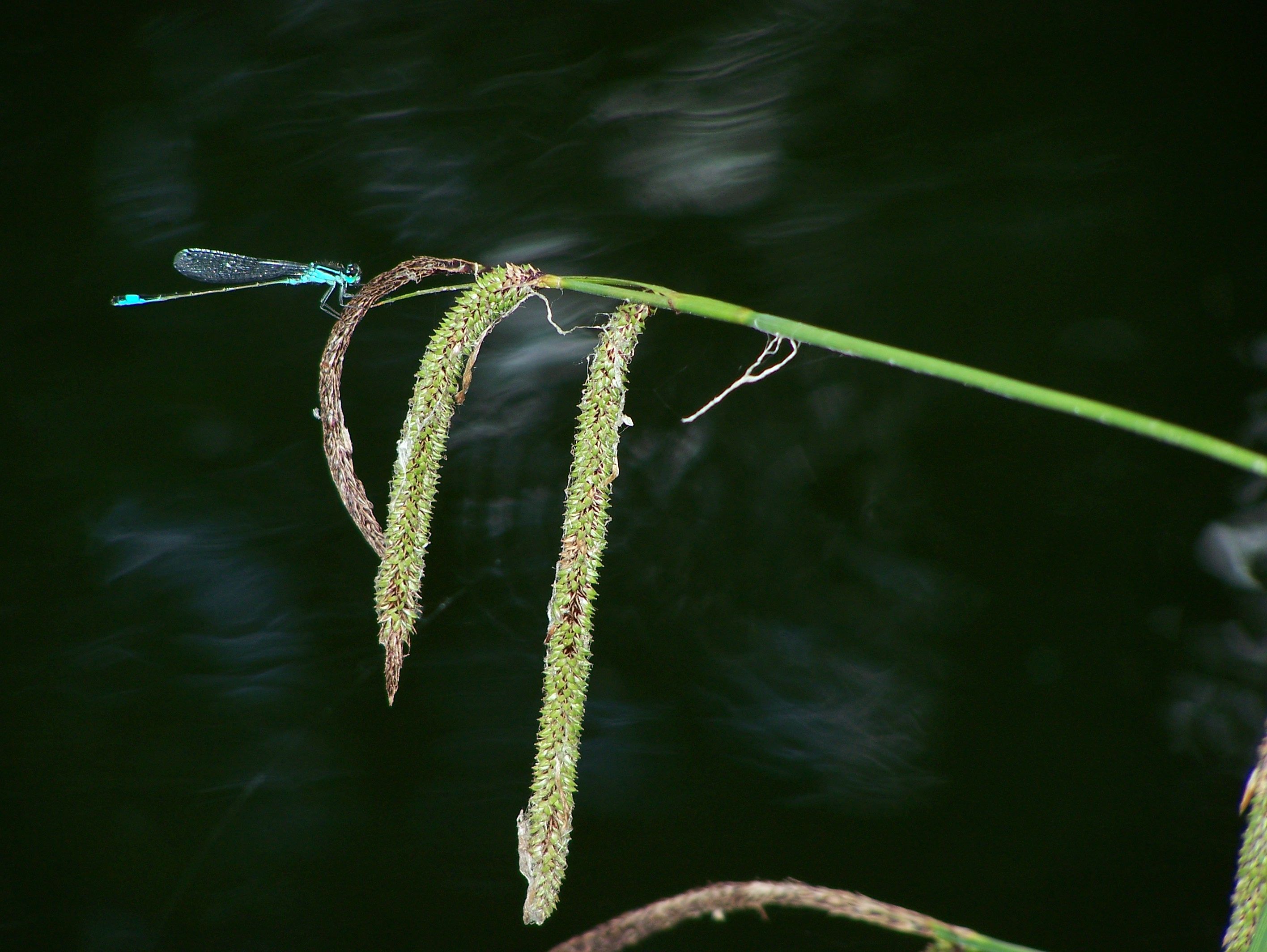 Wallpapers Animals Insects - Dragonflies 