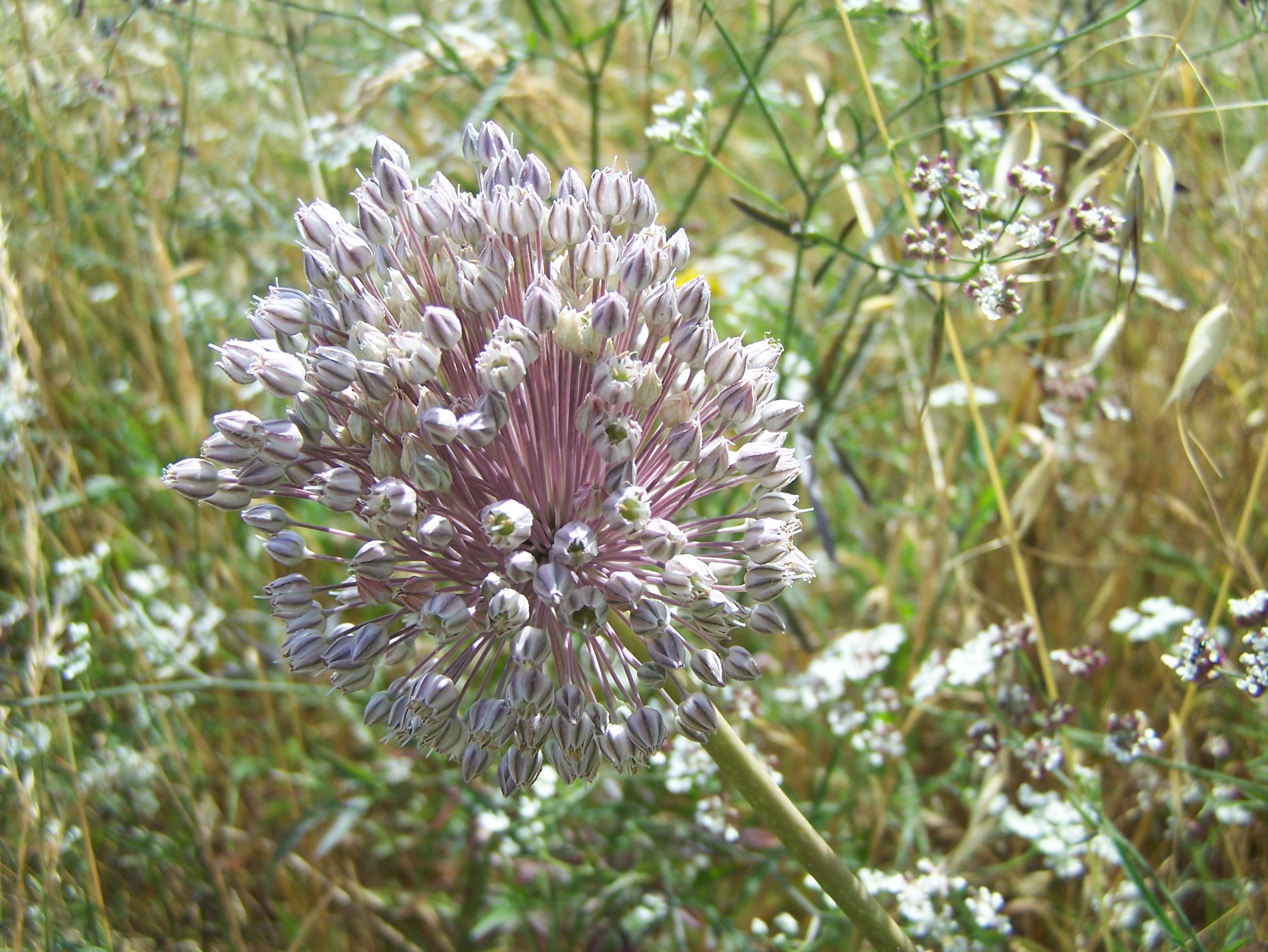 Fonds d'cran Nature Fleurs 