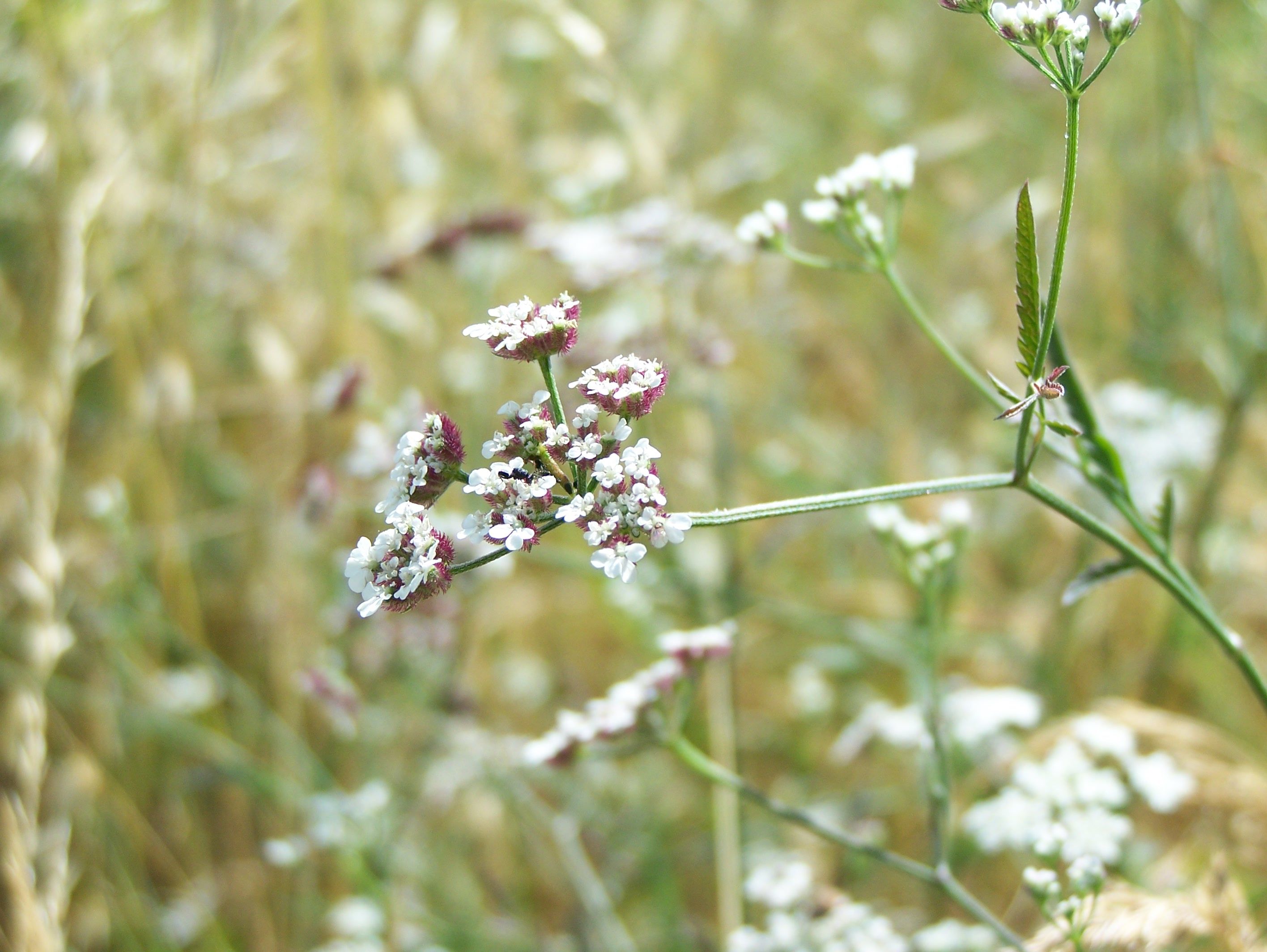 Fonds d'cran Nature Fleurs 