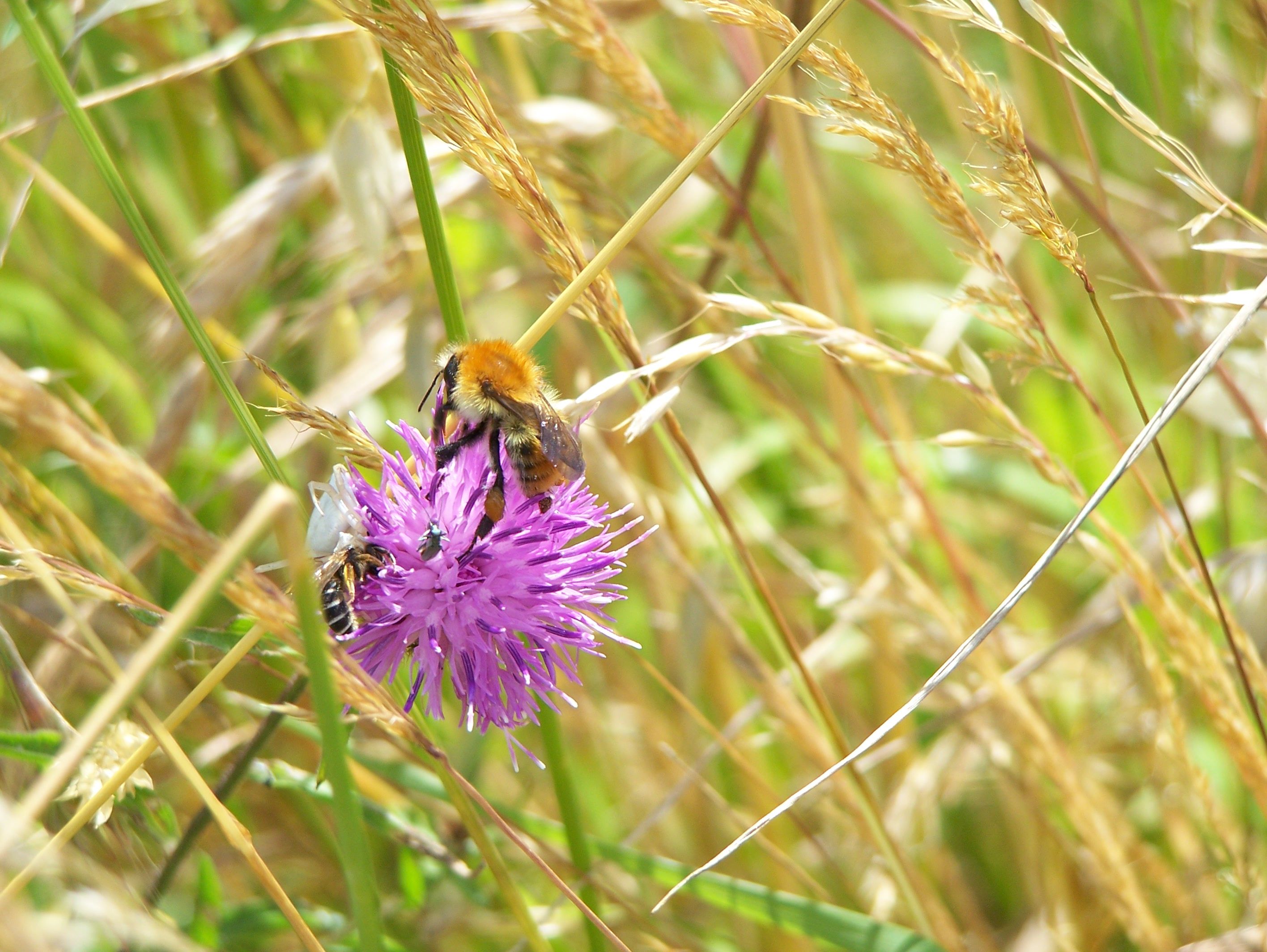 Fonds d'cran Animaux Insectes - Abeilles Gupes ... 