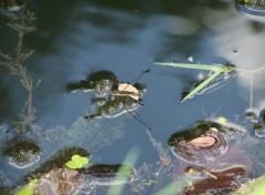  Animaux Image sans titre N408044