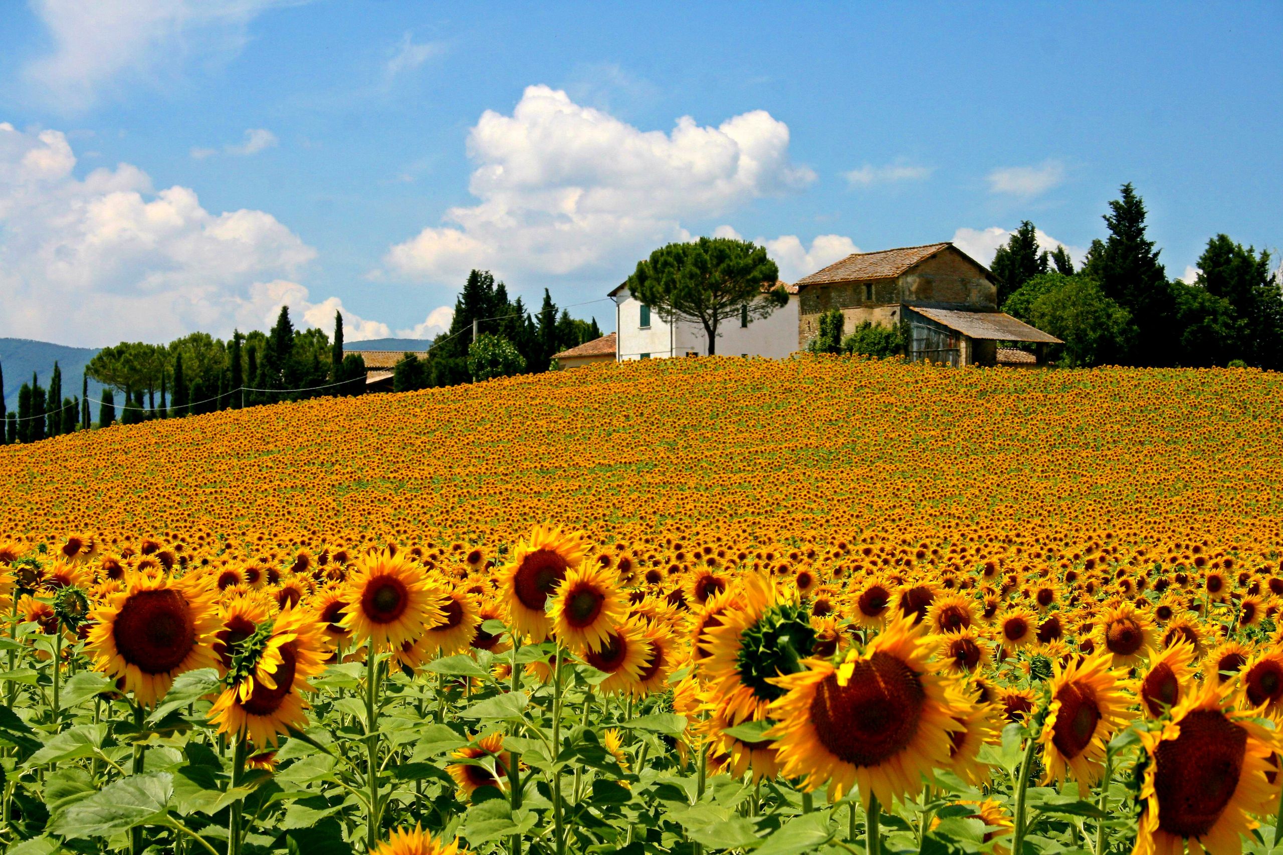 Wallpapers Nature Fields Champ de tournesol