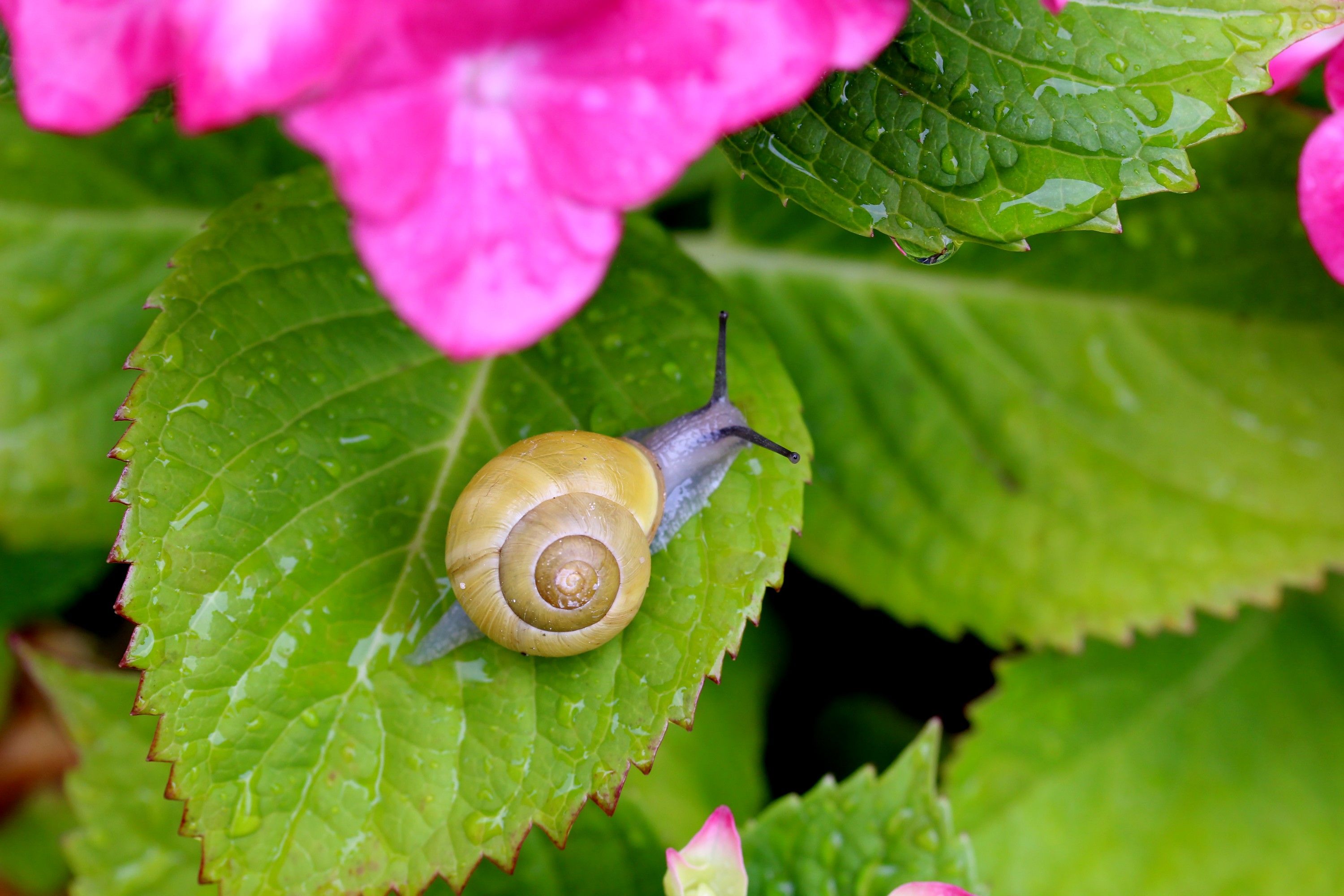 Wallpapers Animals Snails - Slugs 