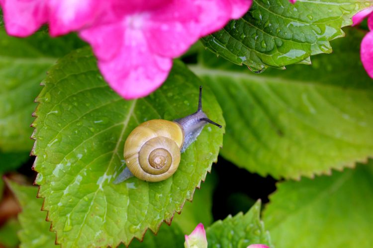 Wallpapers Animals Snails - Slugs Wallpaper N408147