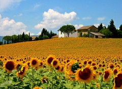  Nature Champ de tournesol