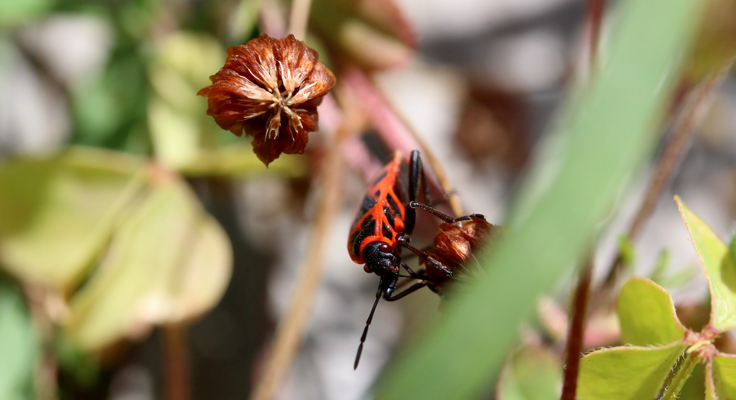 Fonds d'cran Animaux Insectes - Gendarmes 