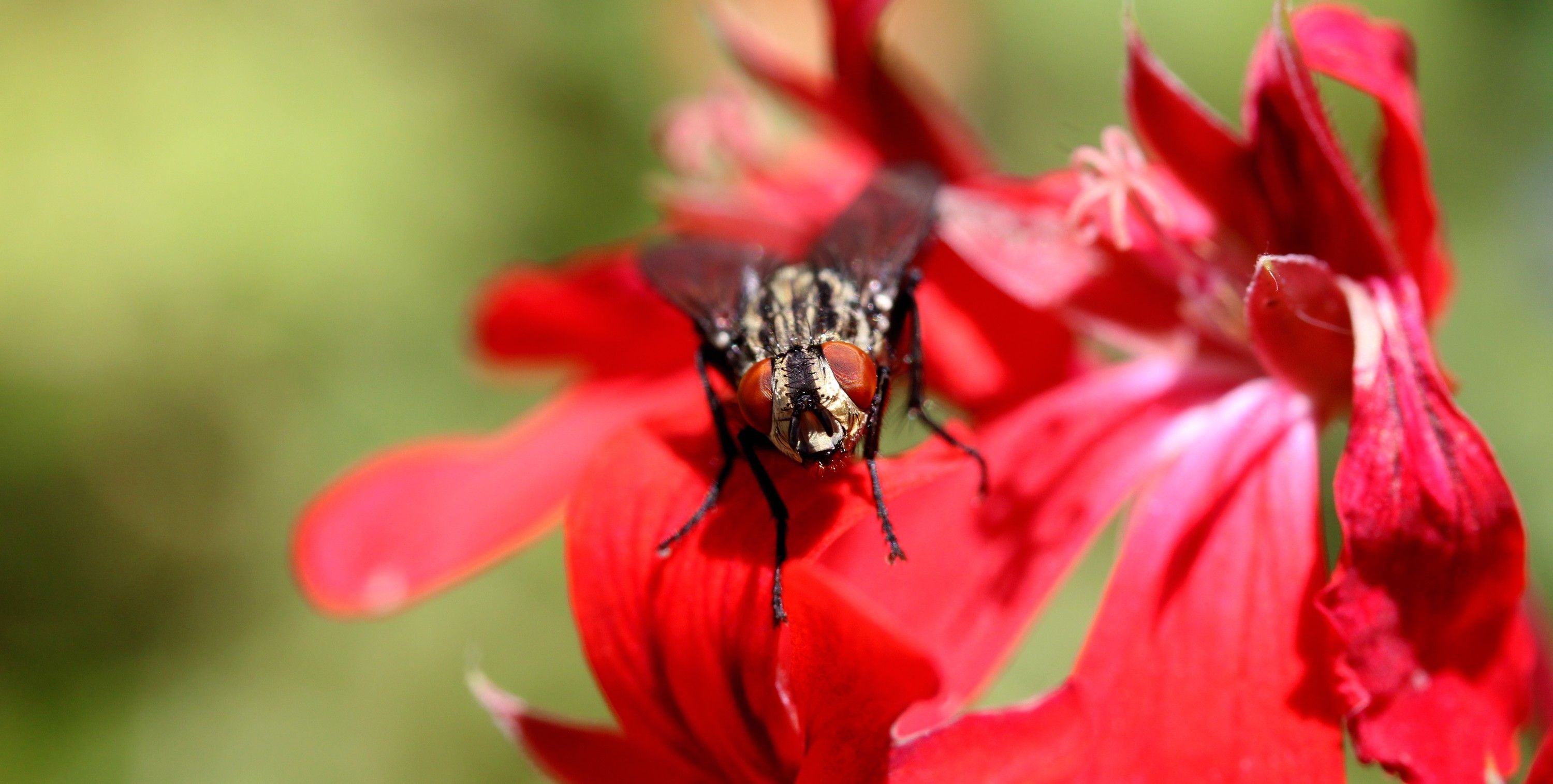 Wallpapers Animals Insects - Flies 