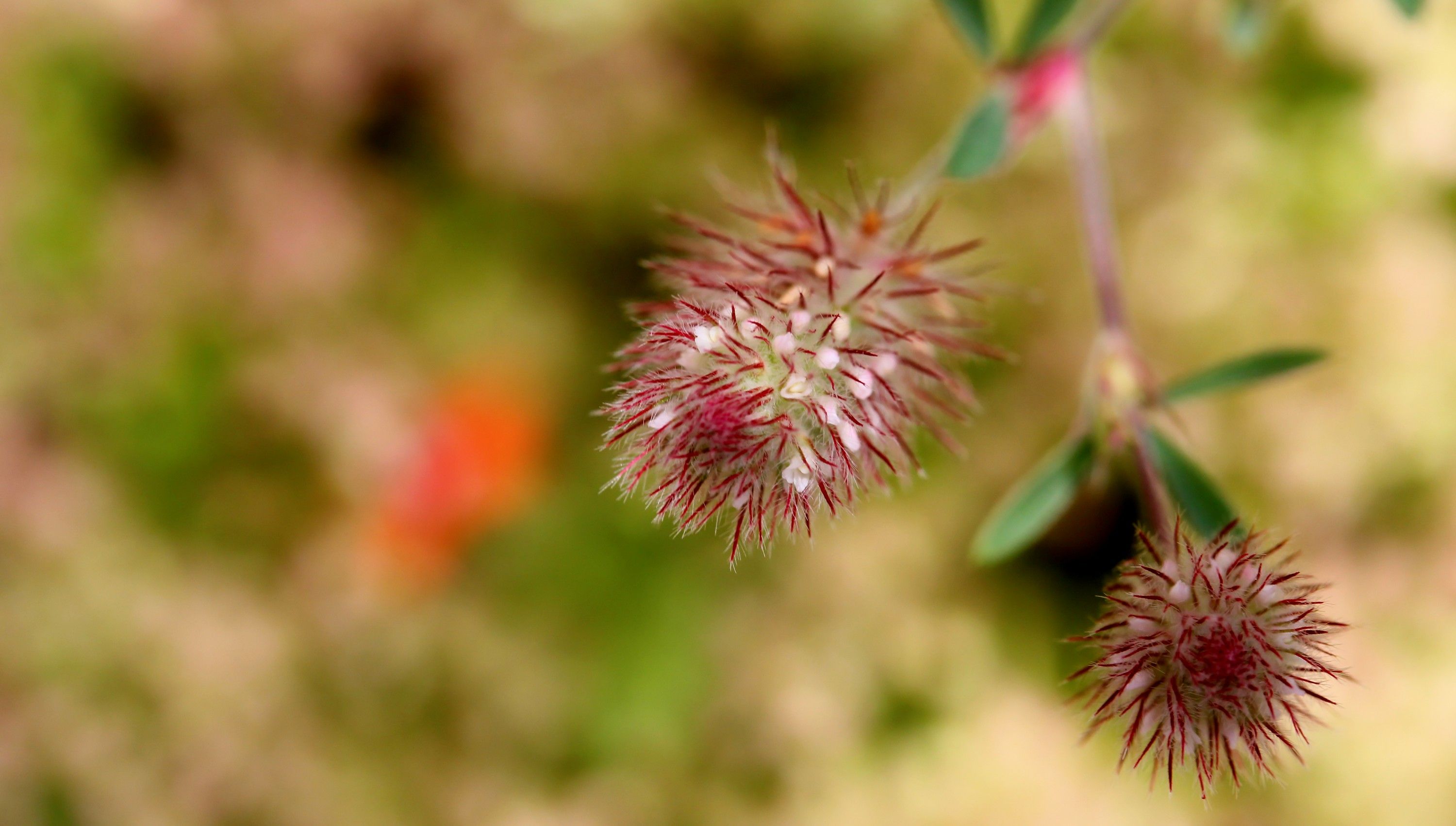 Wallpapers Nature Flowers 