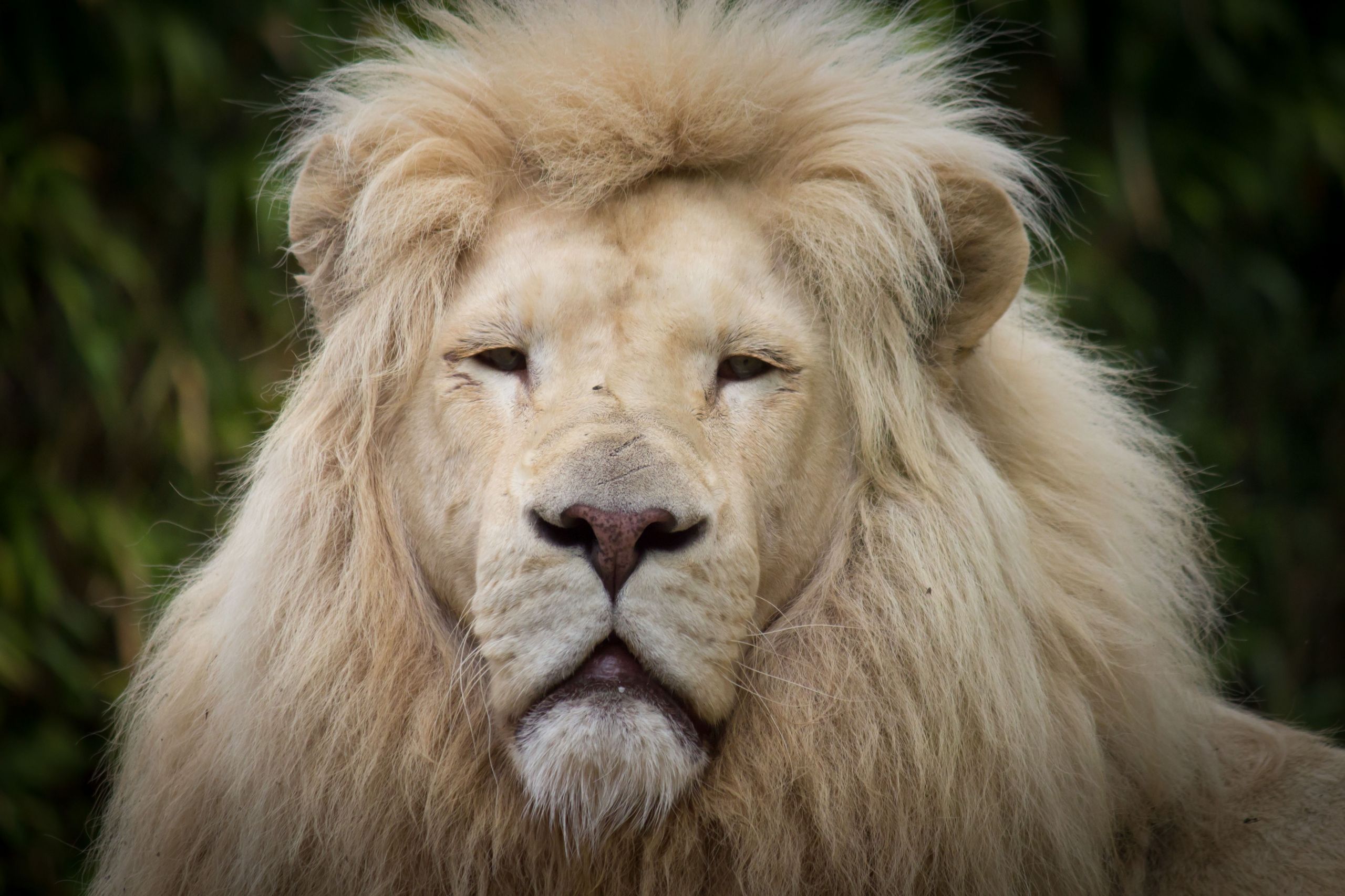 Fonds d'cran Animaux Flins - Lions le lion