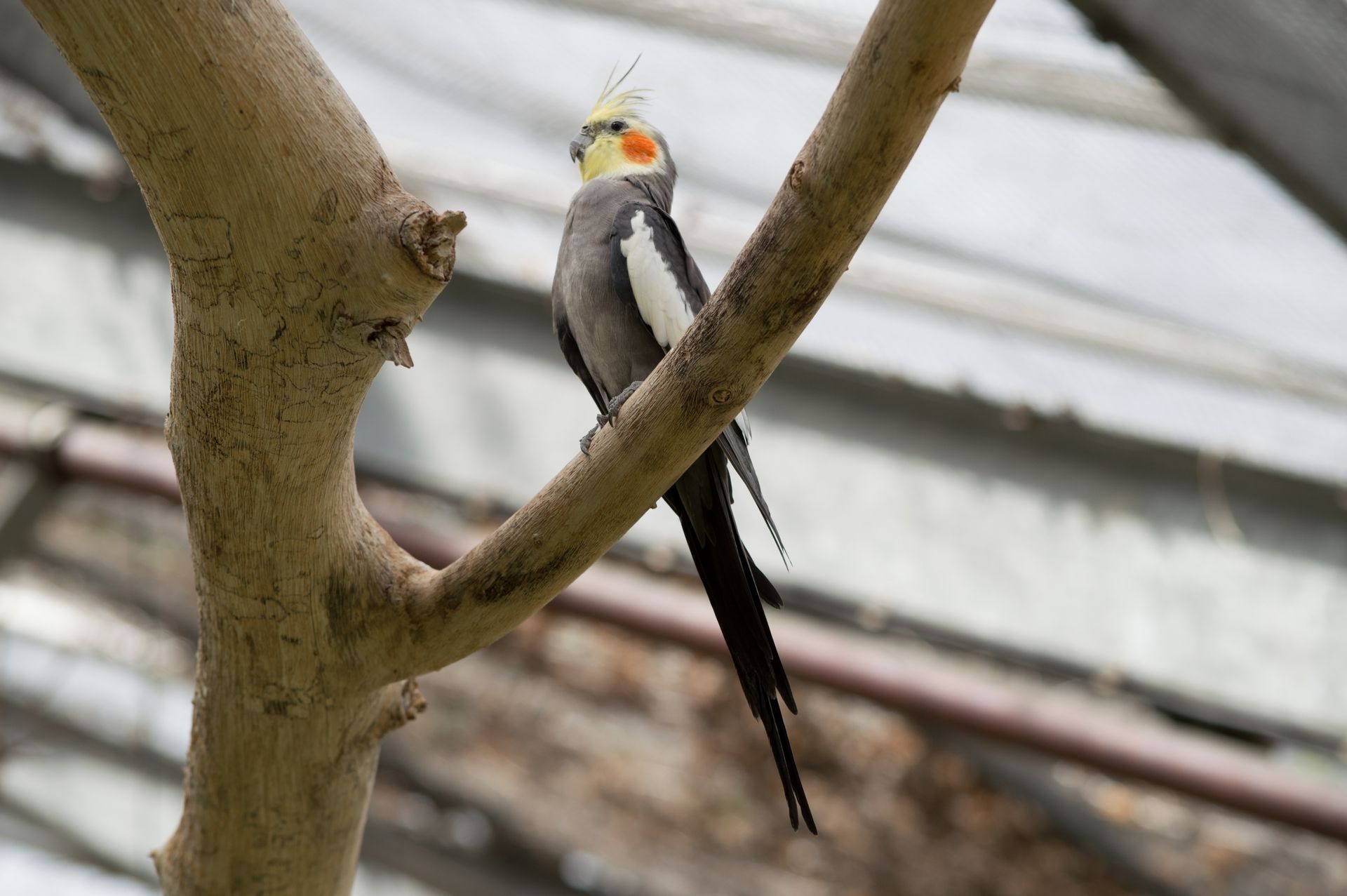 Wallpapers Animals Birds - Parrots 