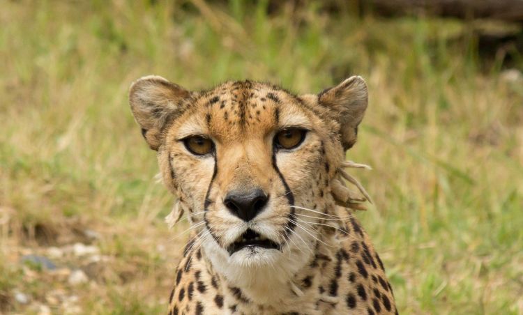 Wallpapers Animals Felines - Cheetahs Le guépard