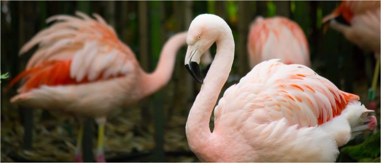 Fonds d'cran Animaux Oiseaux - Flamands roses Les flamands roses