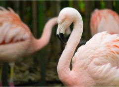  Animals Les flamands roses