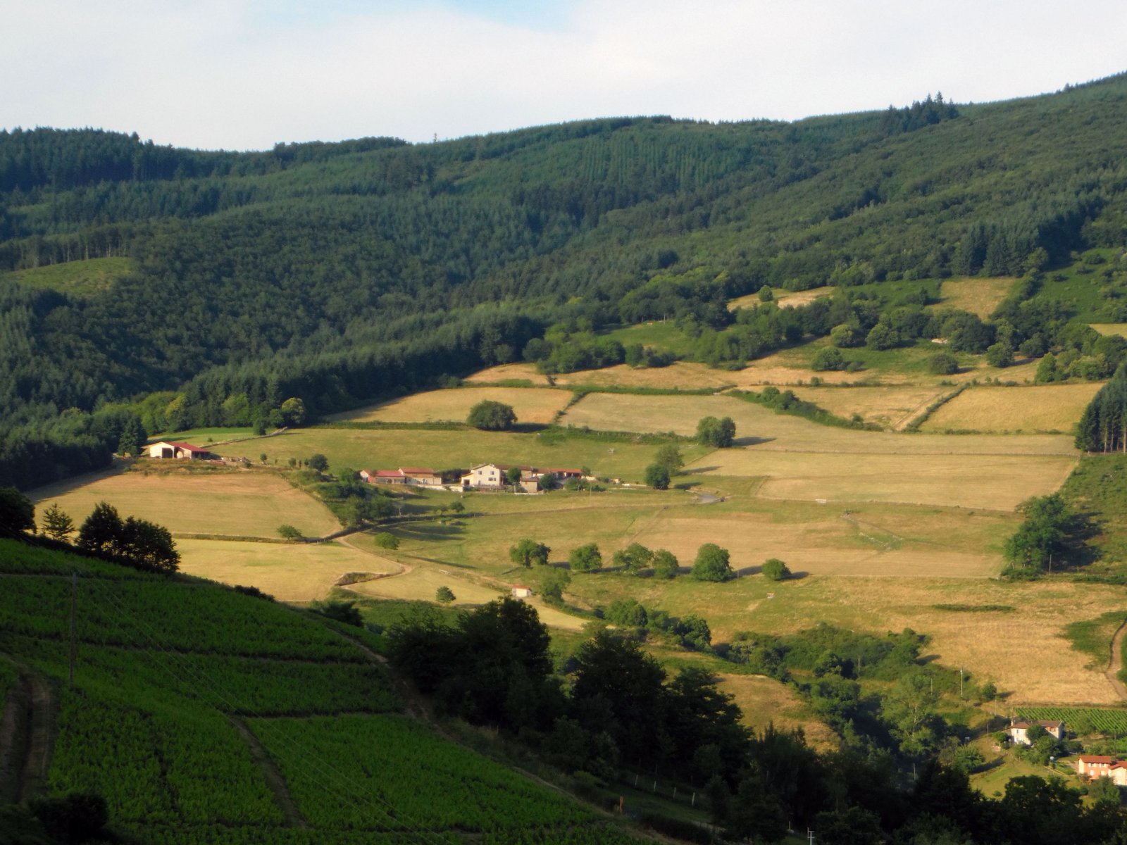 Fonds d'cran Nature Paysages Paysage du Beaujolais