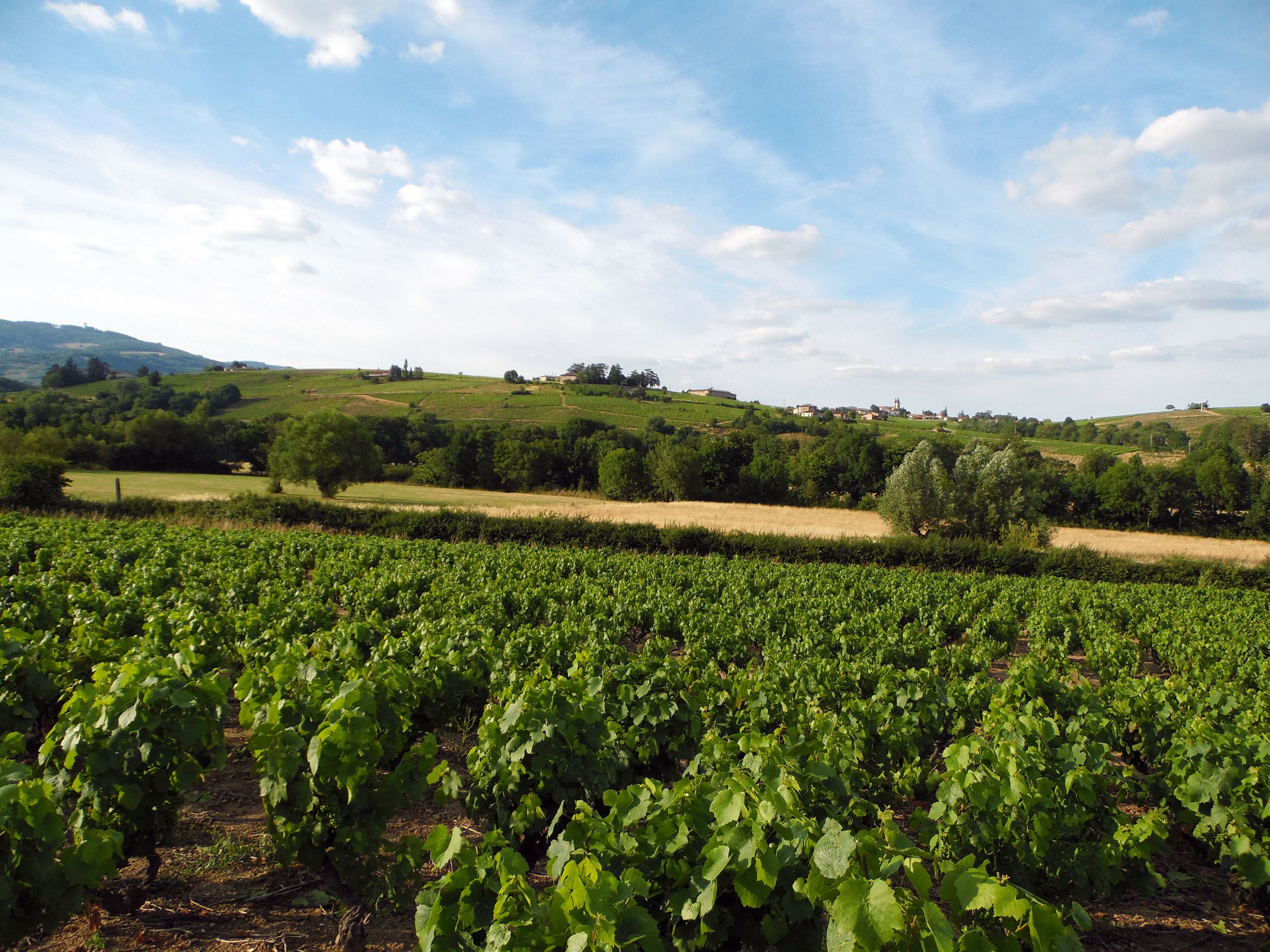 Fonds d'cran Nature Vignes - Vignobles Vue sur le Beaujolais